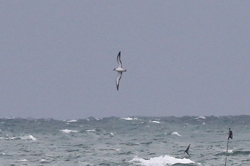 Scopoli's Shearwater - ML645199206