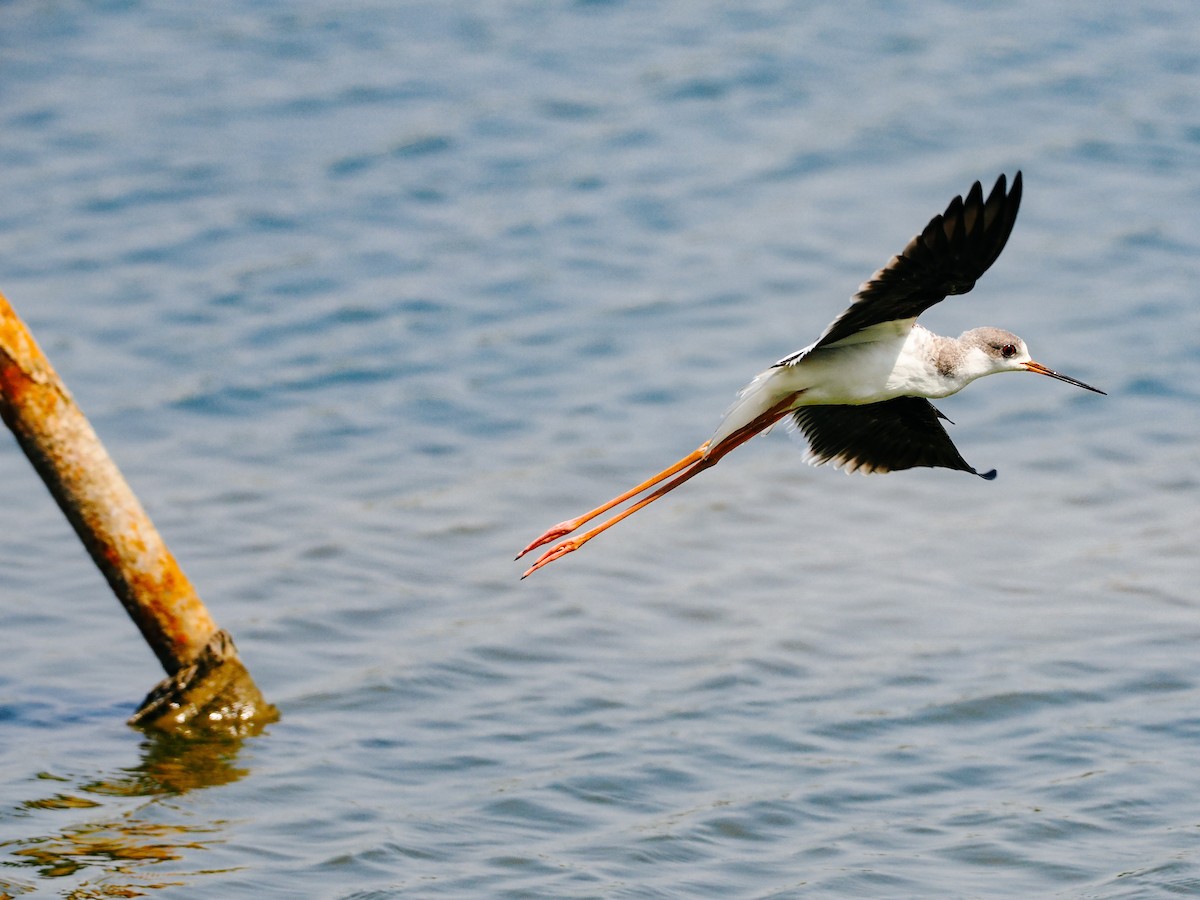 Black-winged Stilt - ML645199222