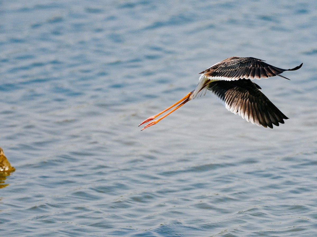 Black-winged Stilt - ML645199223