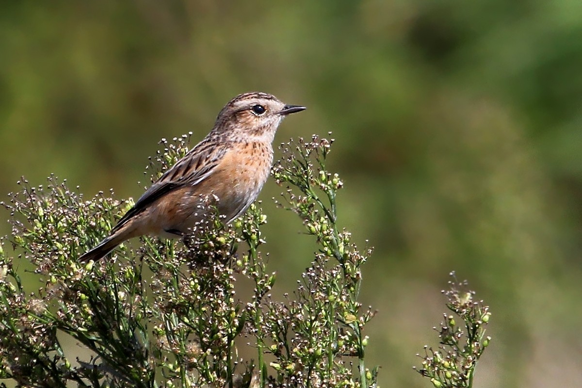 Whinchat - ML645199224