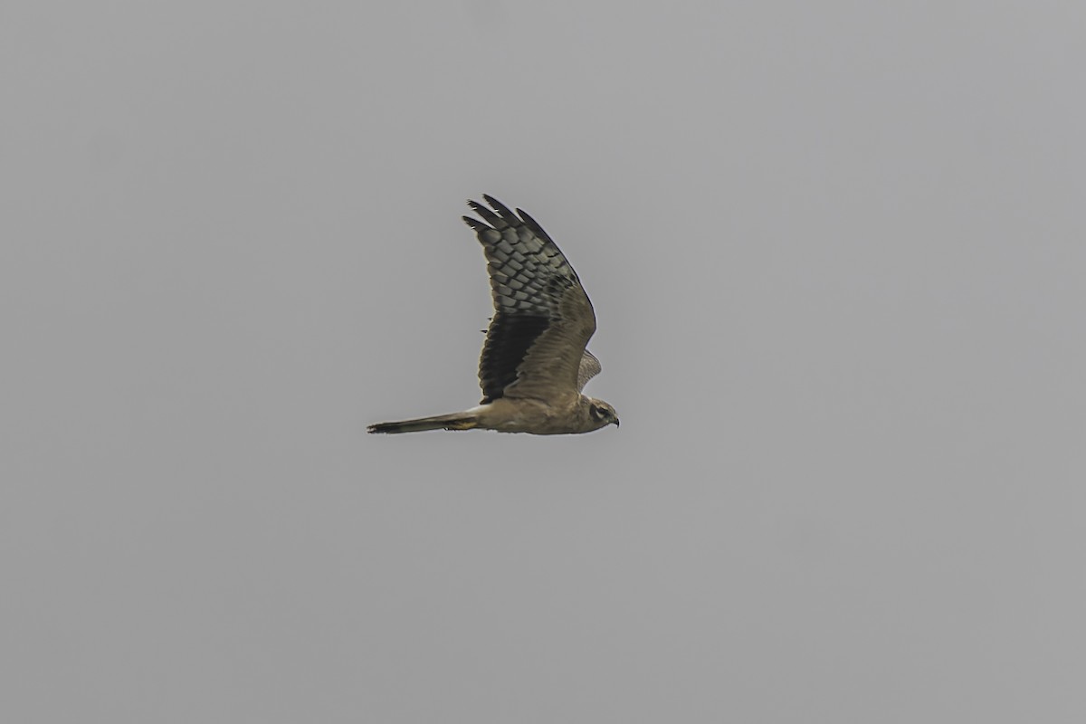 Pallid Harrier - ML645199225