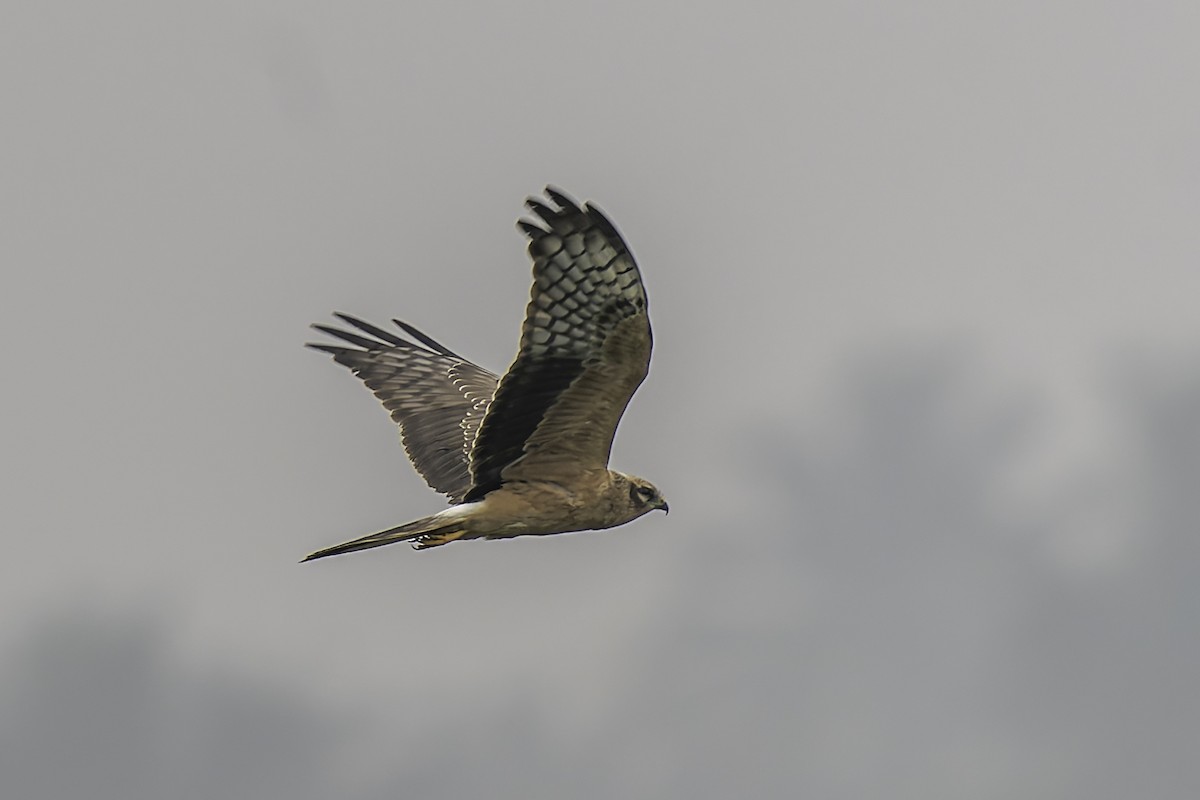 Pallid Harrier - ML645199226