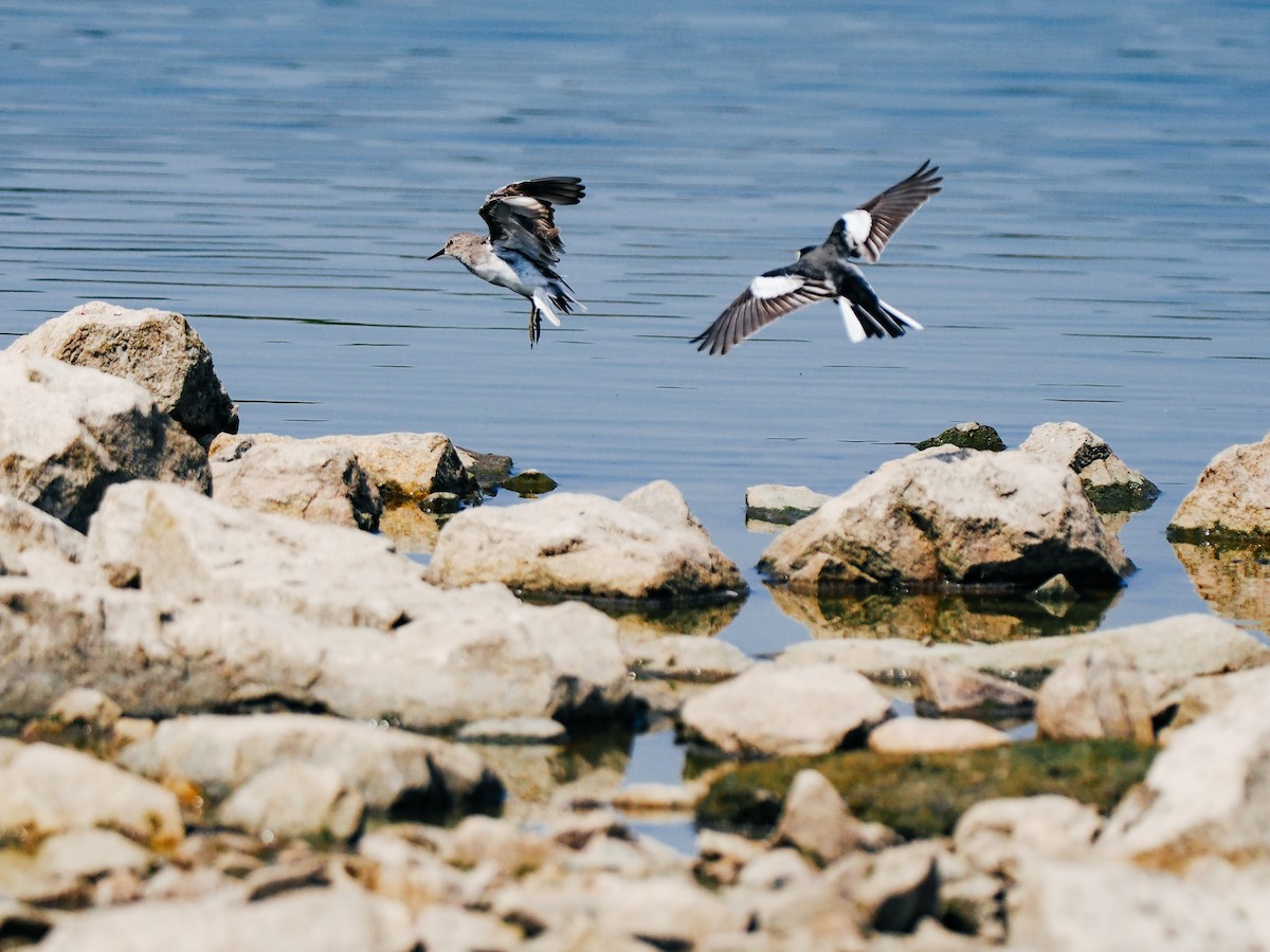 Temminck's Stint - ML645199227