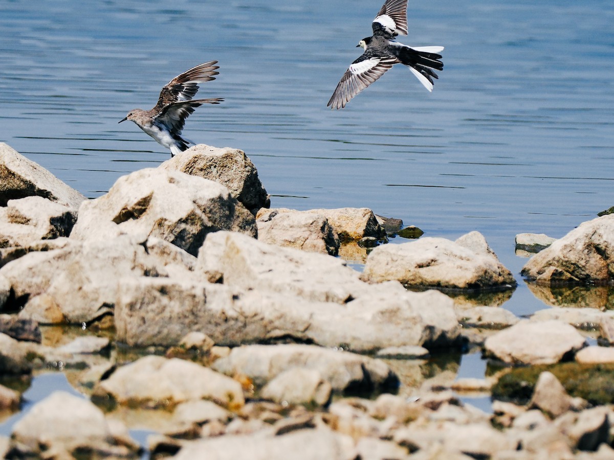 Temminck's Stint - ML645199228