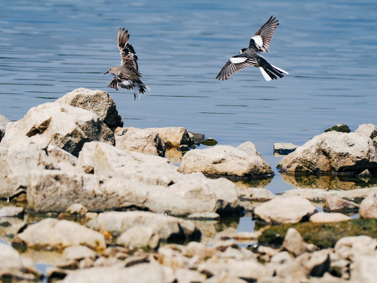 Temminck's Stint - ML645199229