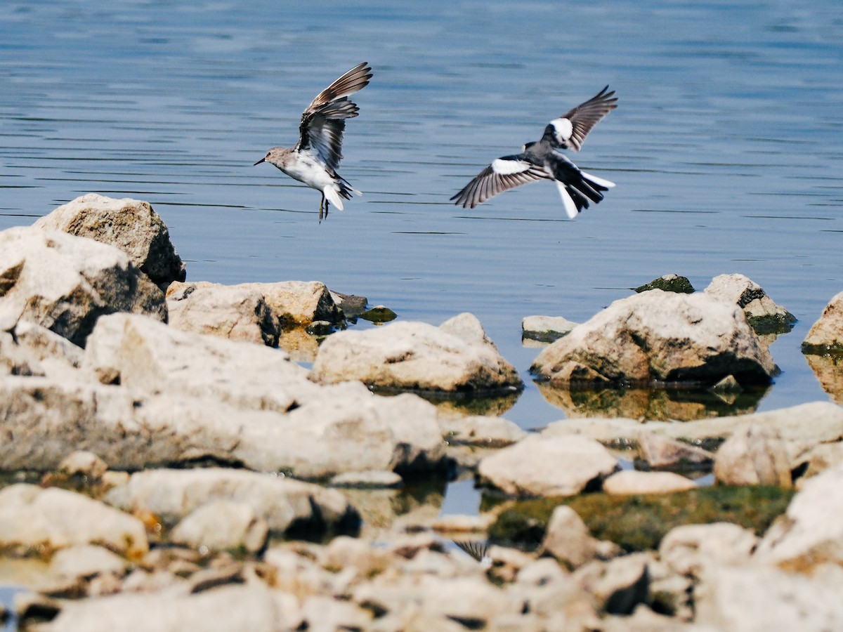 Temminck's Stint - ML645199230