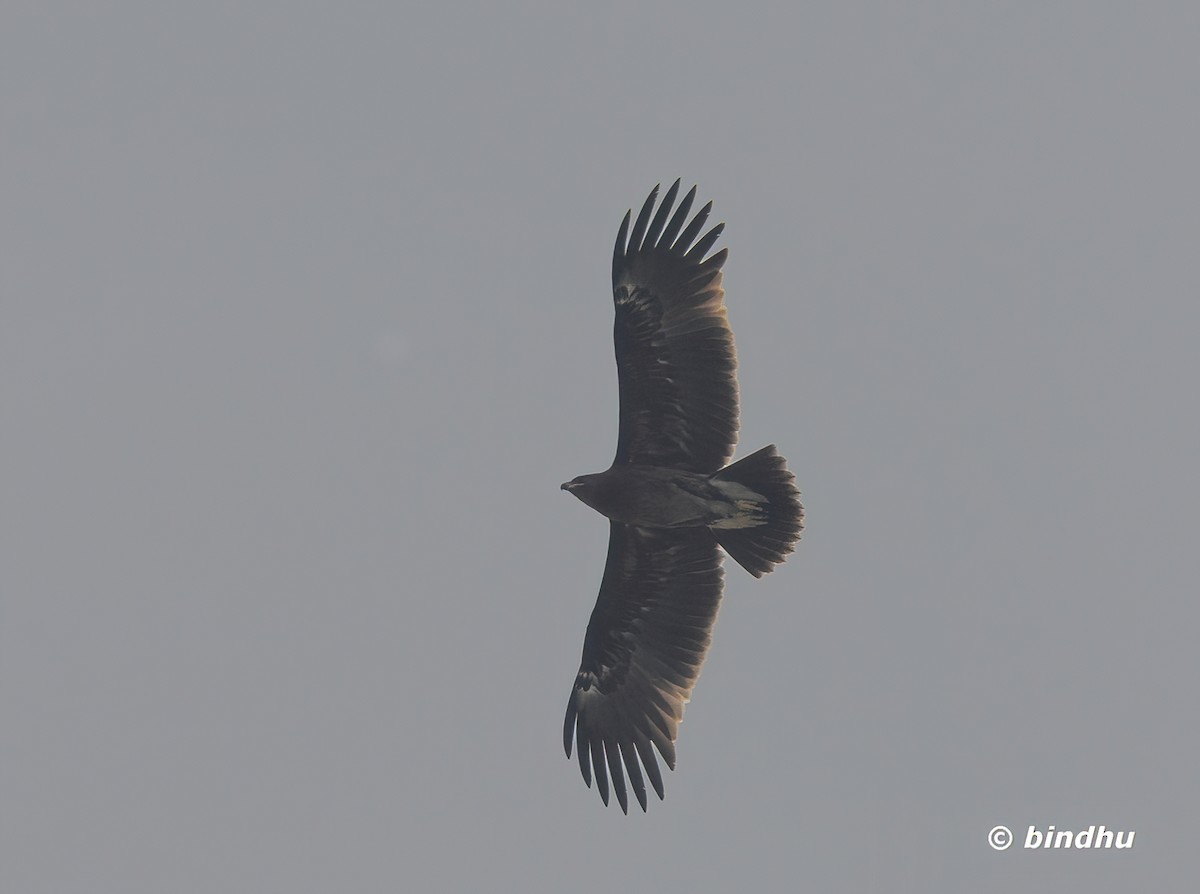 Greater Spotted Eagle - ML645199231