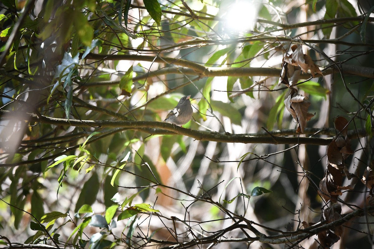 Gray Bunting - ML645199232