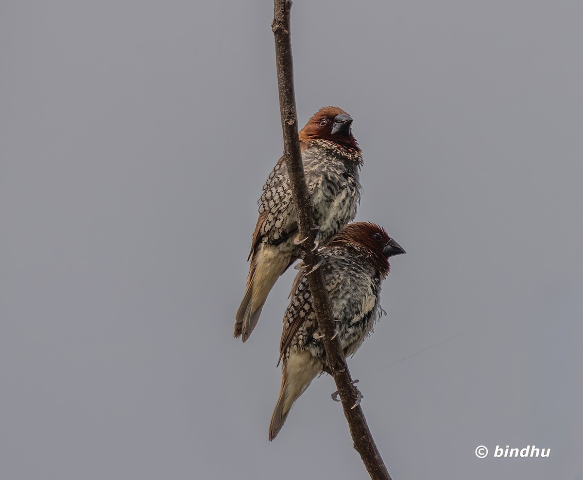 Scaly-breasted Munia - ML645199233