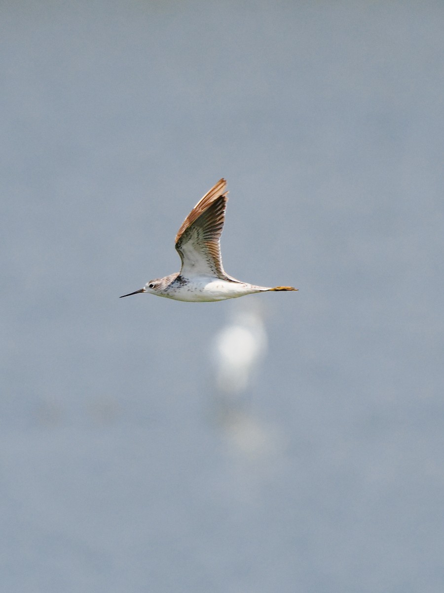 Marsh Sandpiper - ML645199235