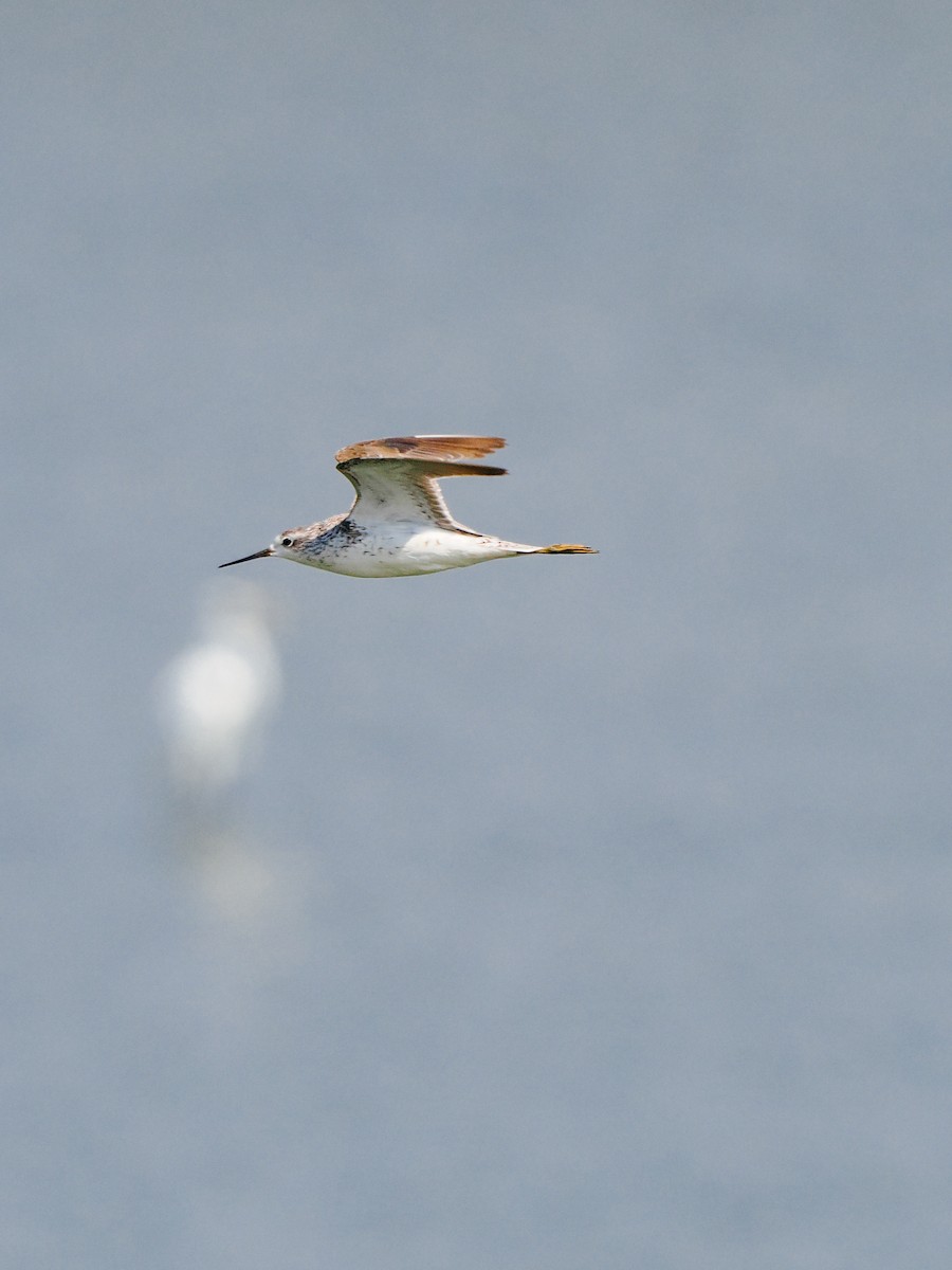 Marsh Sandpiper - ML645199236