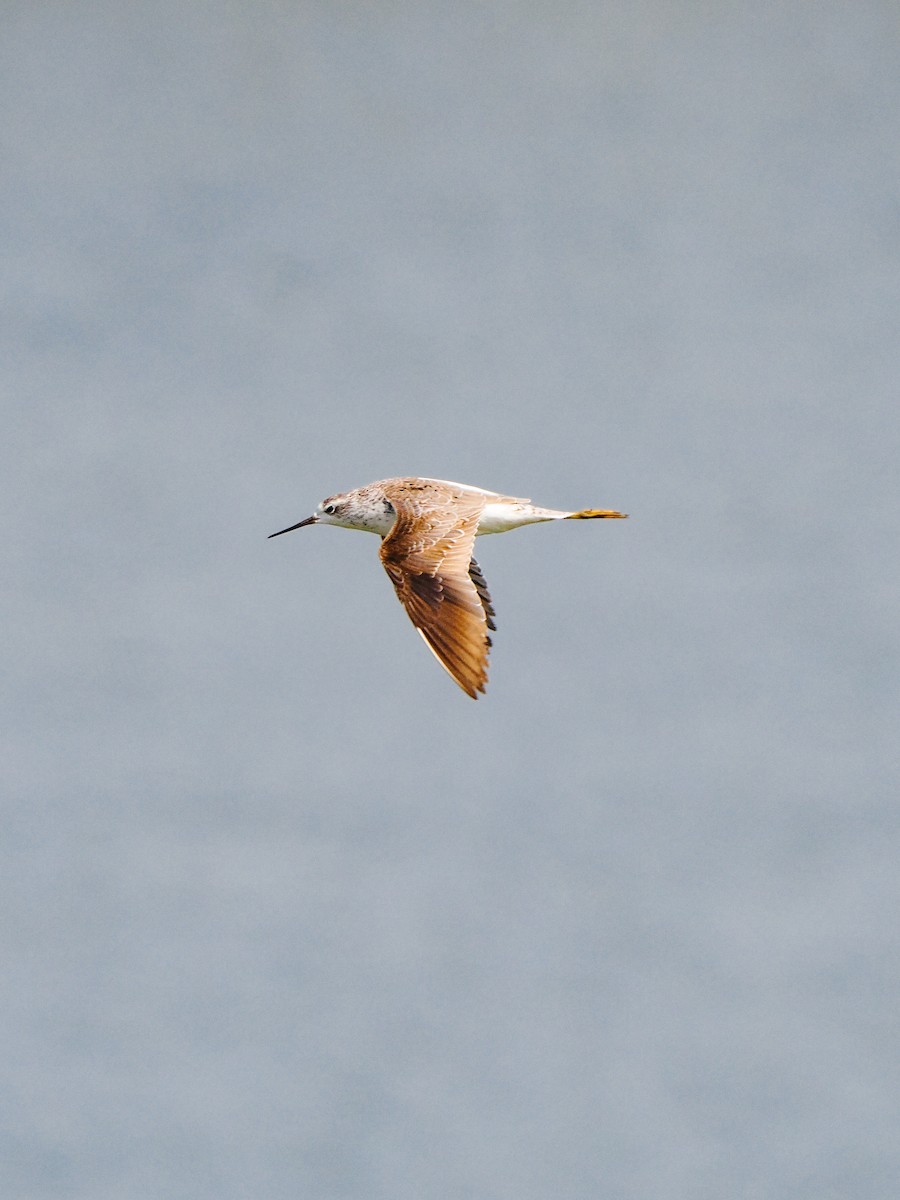 Marsh Sandpiper - ML645199237