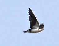 Wire-tailed Swallow - ML645199238