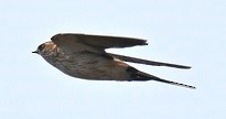 Eastern Red-rumped Swallow - ML645199239