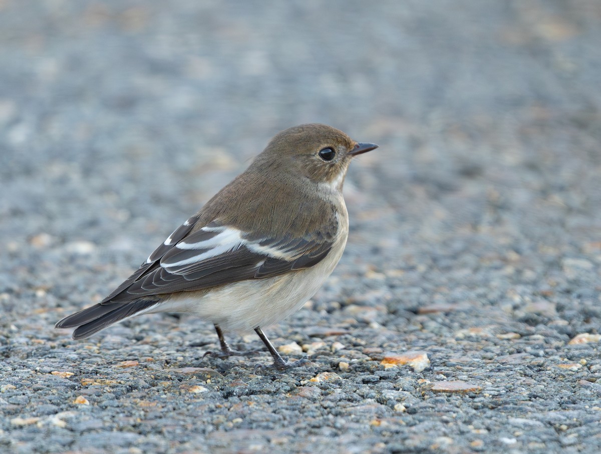European Pied Flycatcher - ML645199240