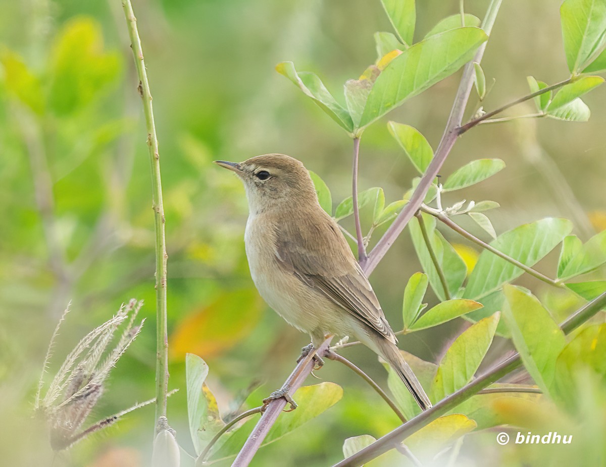 Booted Warbler - ML645199241