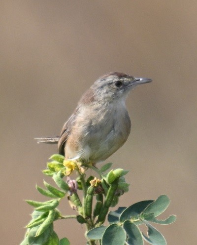 Plain Prinia - ML645199242