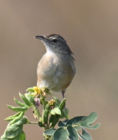 Plain Prinia - ML645199243