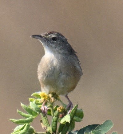 Plain Prinia - ML645199244
