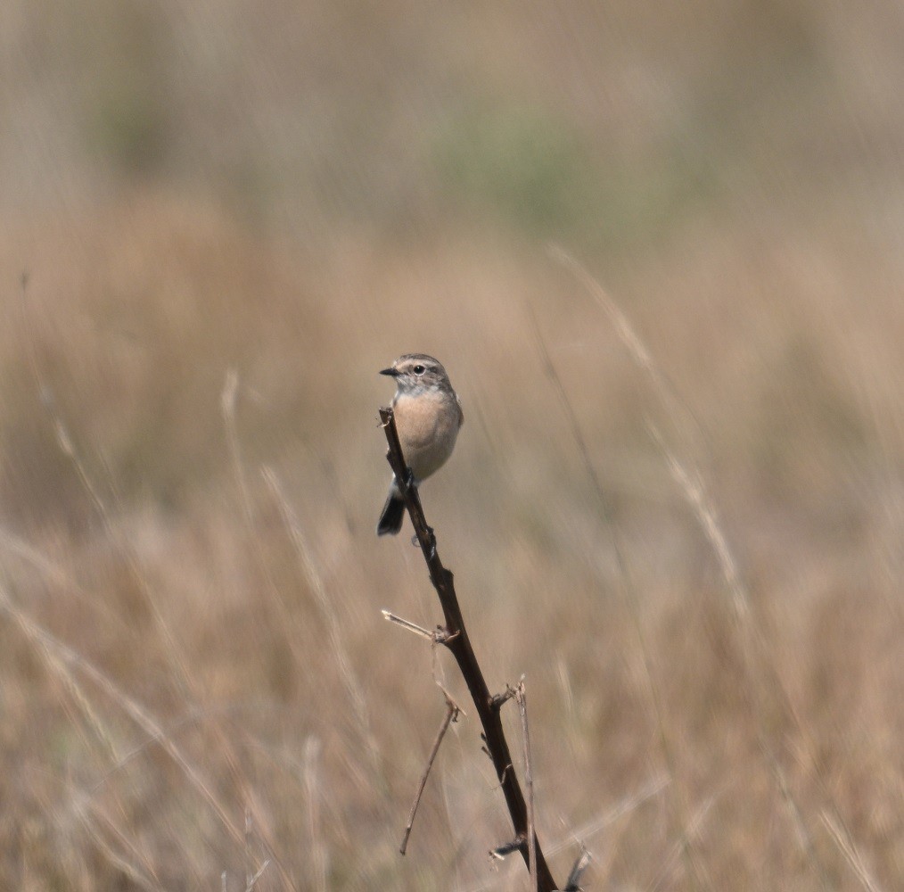 Siberian Stonechat - ML645199245