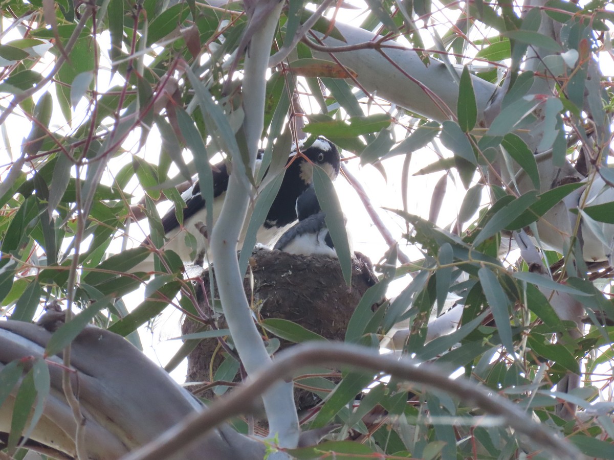 Magpie-lark - ML645199246