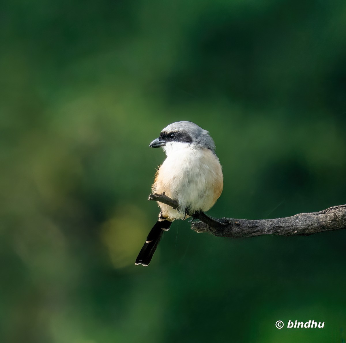 Long-tailed Shrike - ML645199247