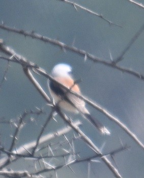 Bay-backed Shrike - ML645199248