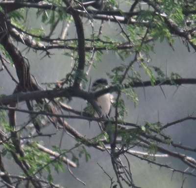Bay-backed Shrike - ML645199249
