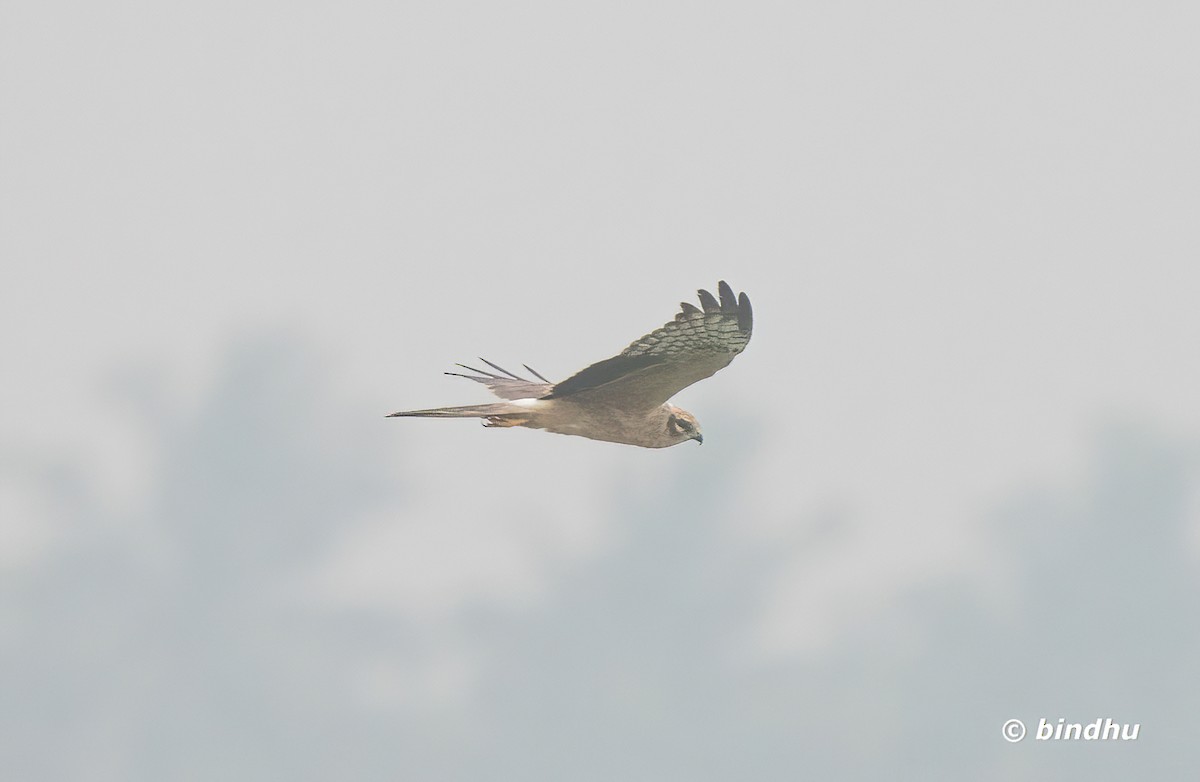 Aguilucho Papialbo - ML645199253