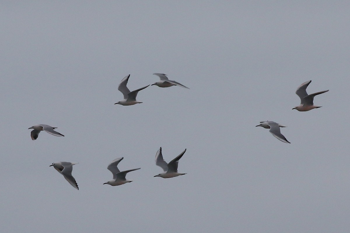 Slender-billed Gull - ML645199256