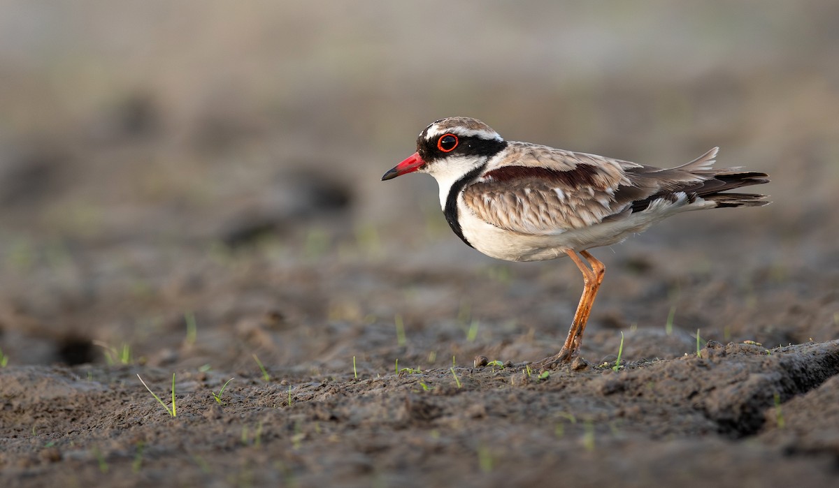 Black-fronted Dotterel - ML645199286