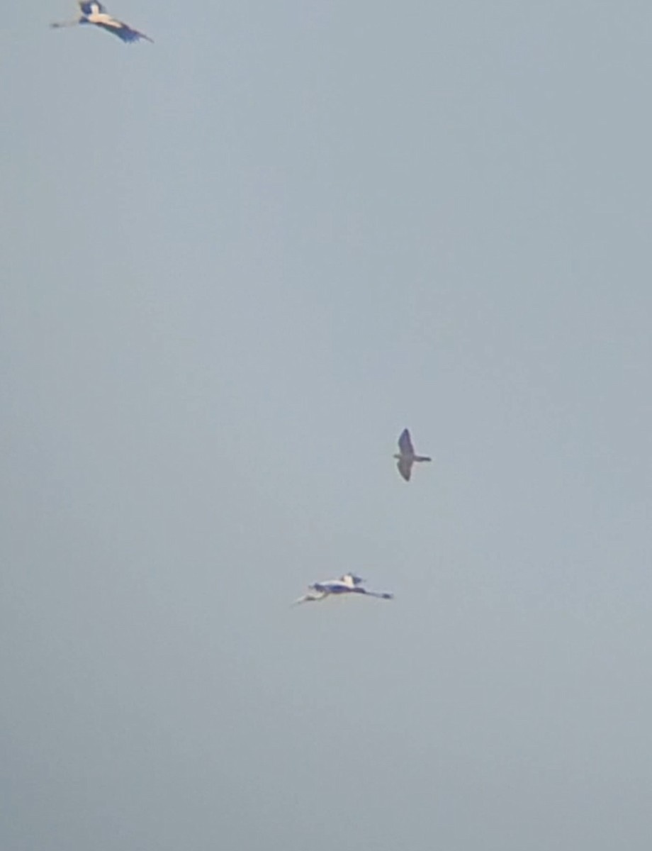 sokol stěhovavý - ML645199288