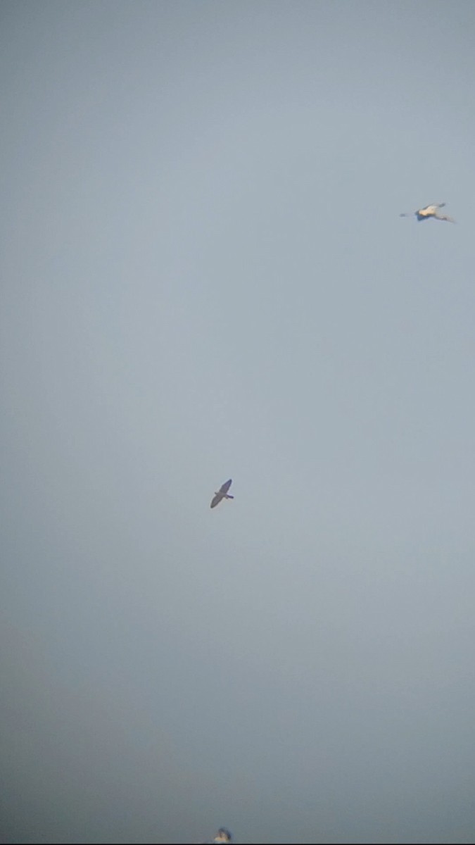 sokol stěhovavý - ML645199289