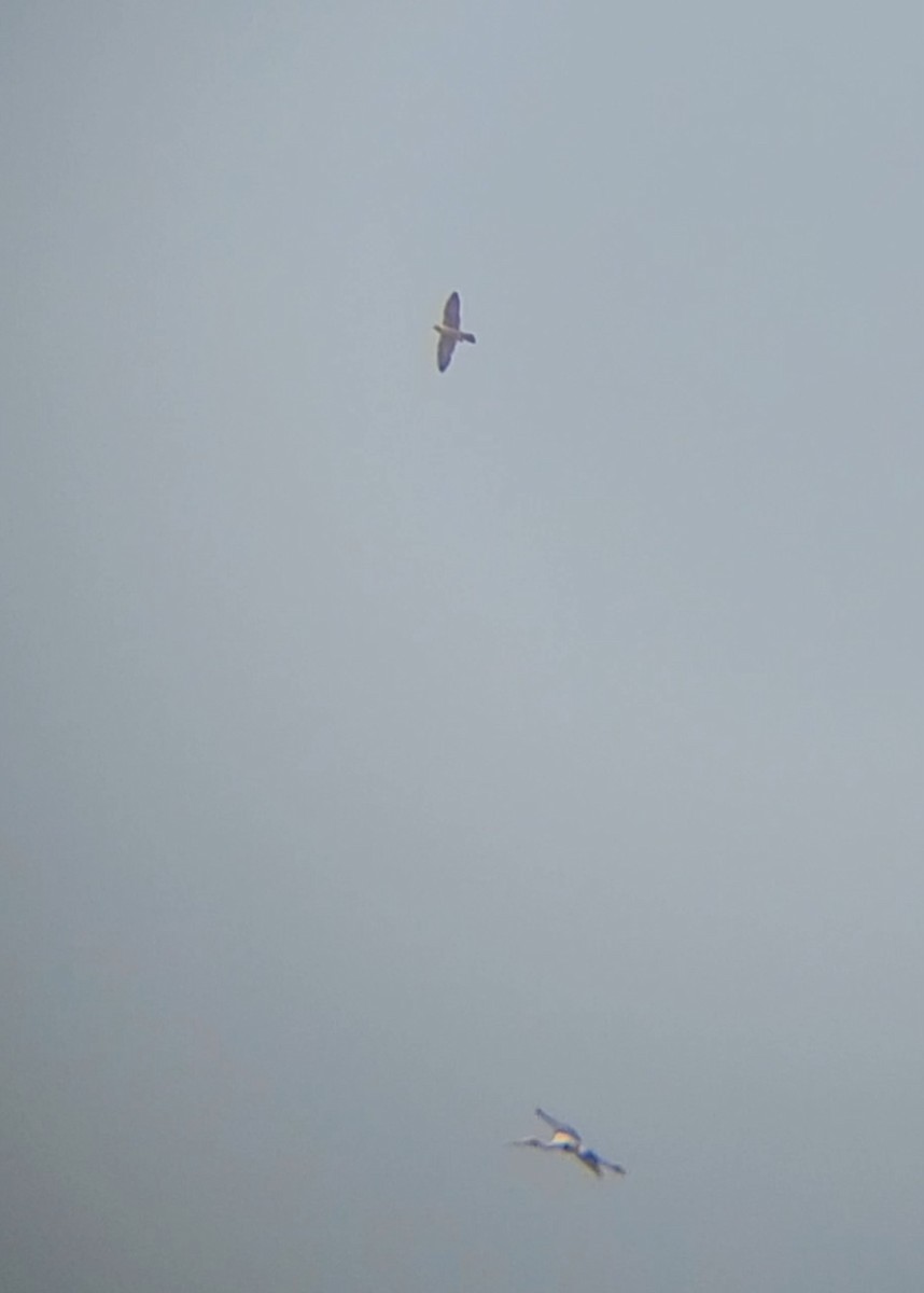 sokol stěhovavý - ML645199290