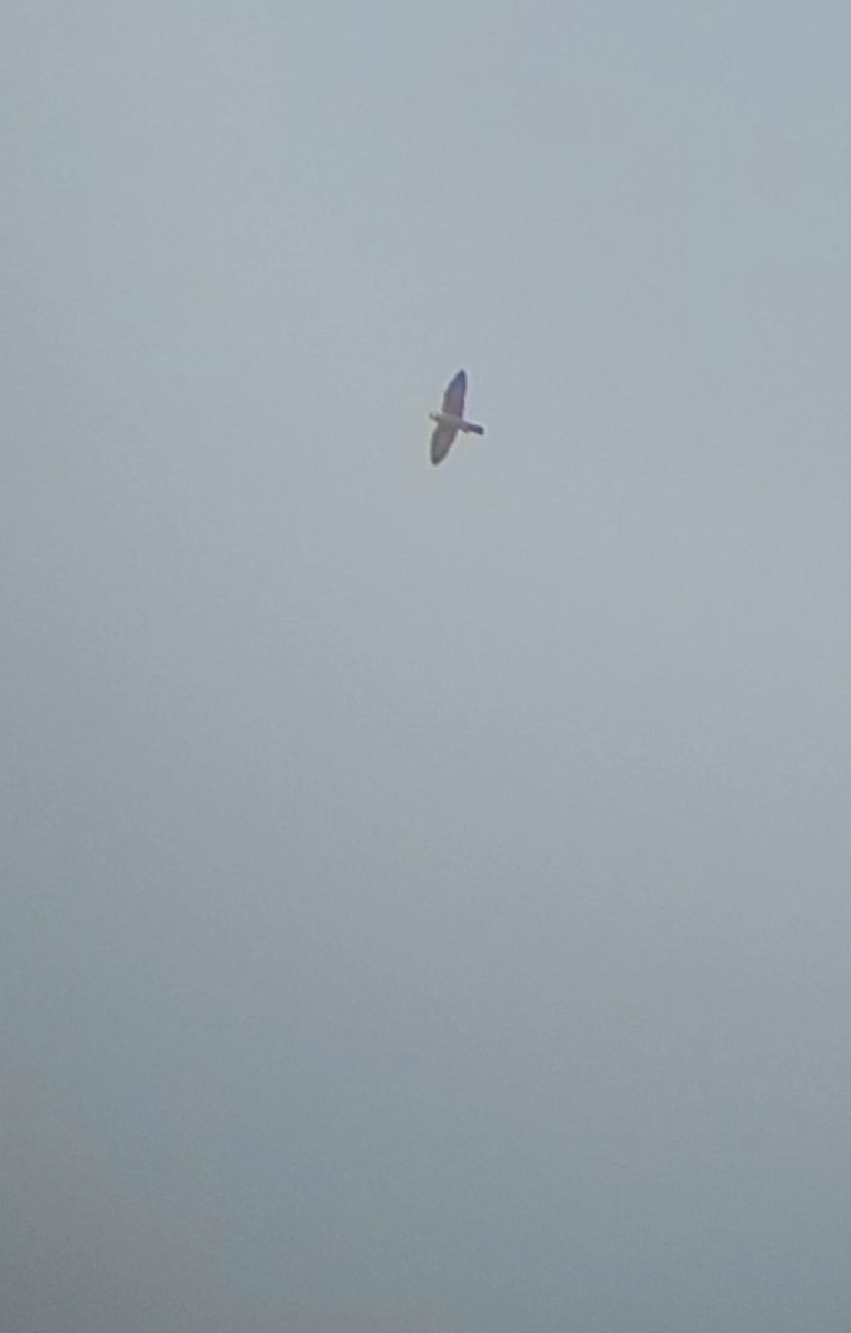 sokol stěhovavý - ML645199291