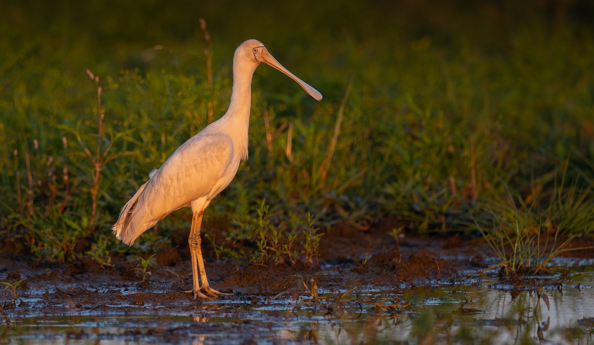 Yellow-billed Spoonbill - ML645199293