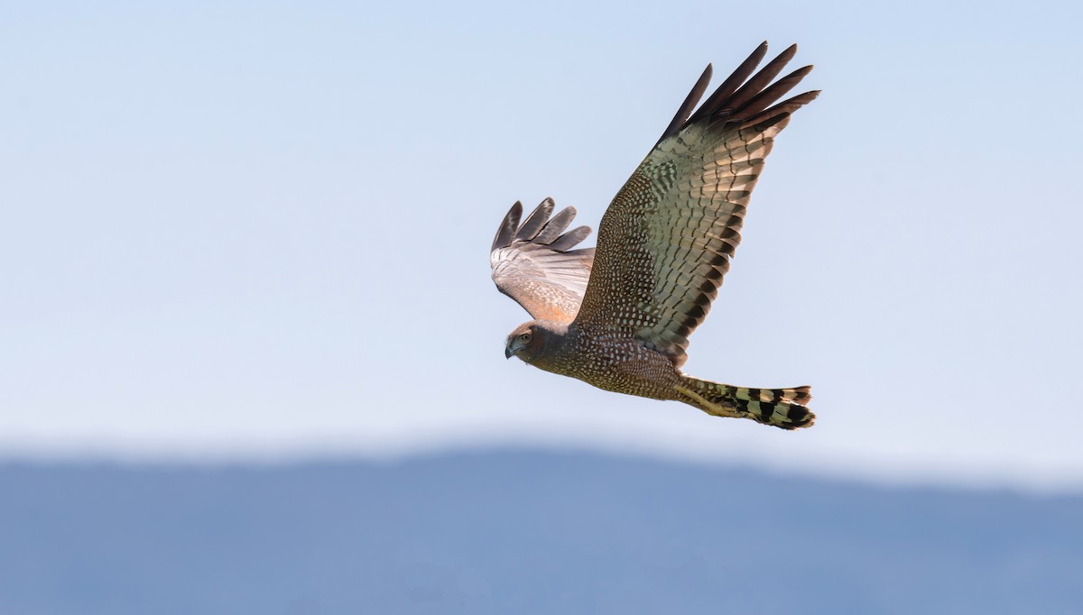 Spotted Harrier - ML645199296