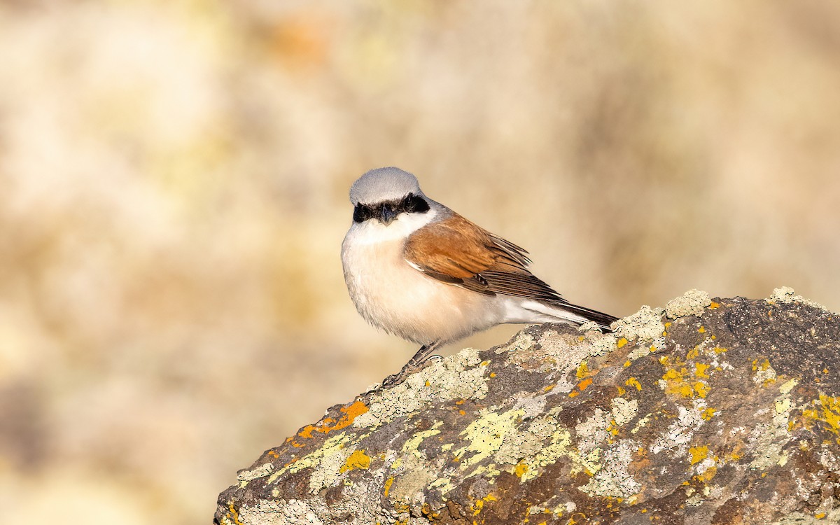 Red-backed Shrike - ML645199336