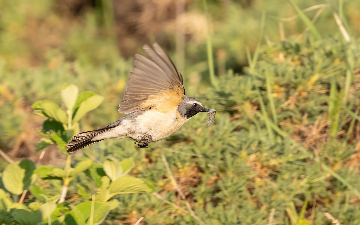 White-throated Robin - ML645199345
