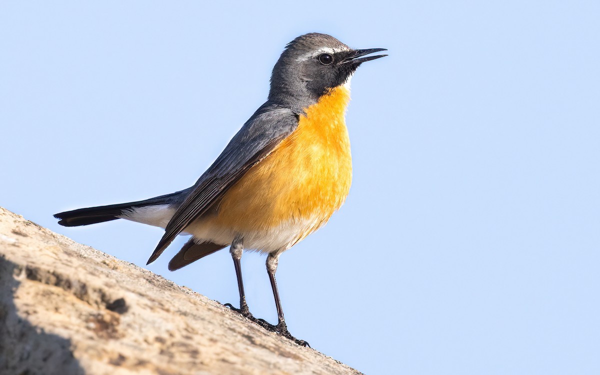 White-throated Robin - ML645199346
