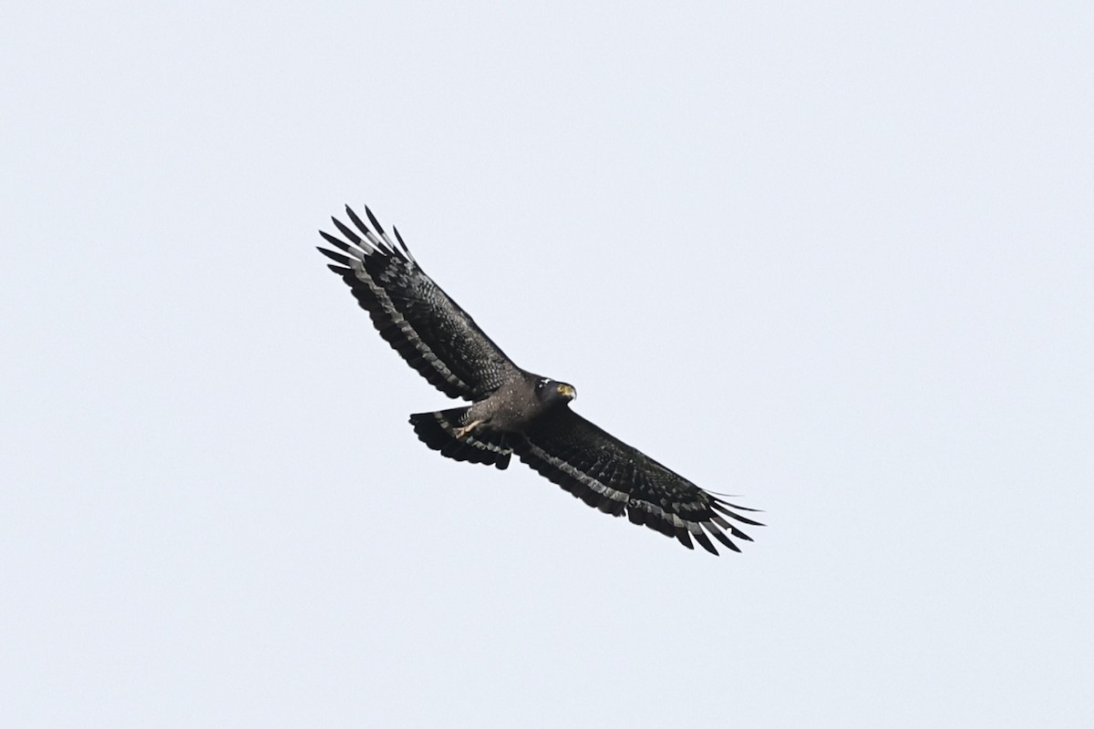 Crested Serpent-Eagle - ML645199372