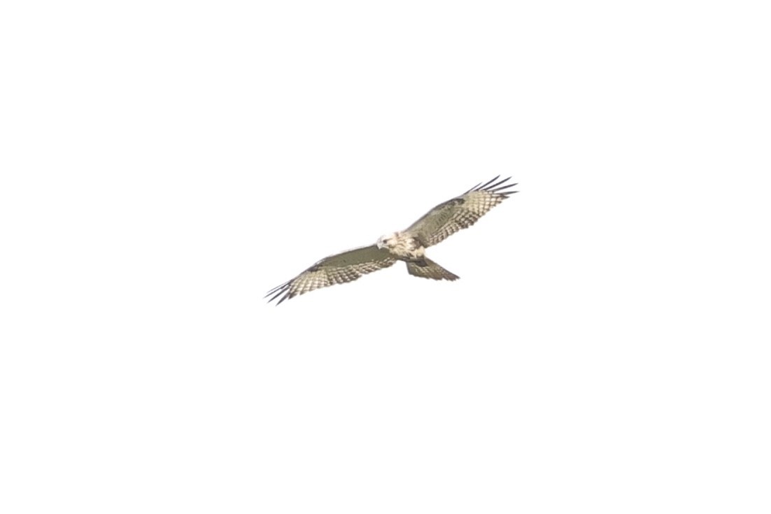 Eastern Buzzard - ML645199373