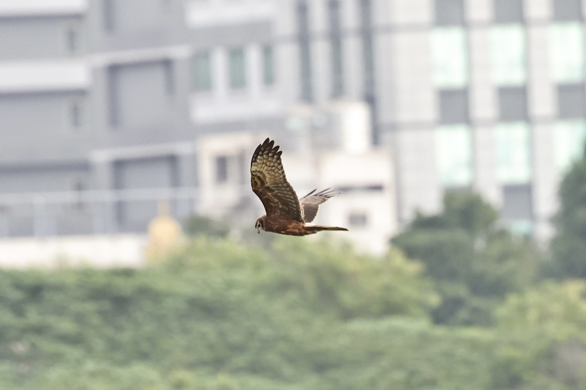 Pied Harrier - ML645199374