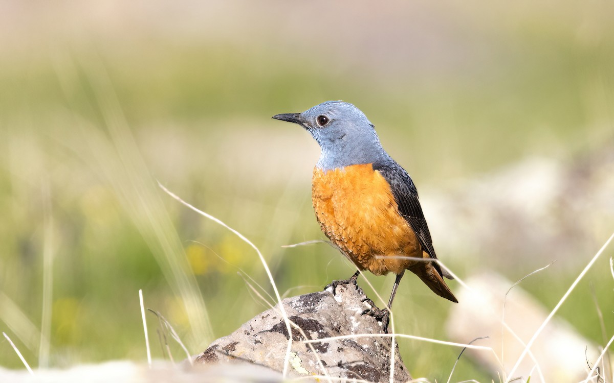 Rufous-tailed Rock-Thrush - ML645199376