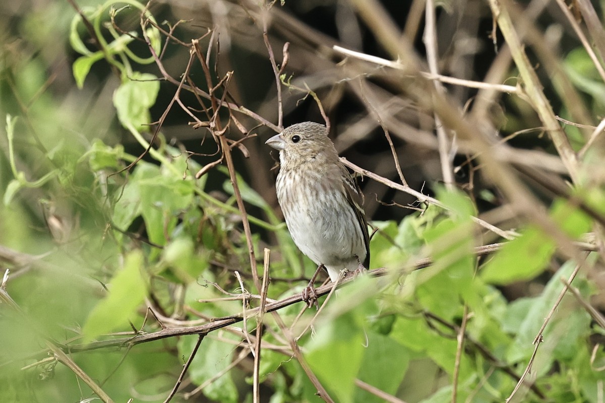 Common Rosefinch - ML645199377