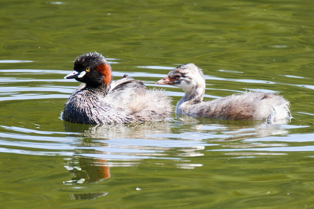 Australasian Grebe - ML645199388