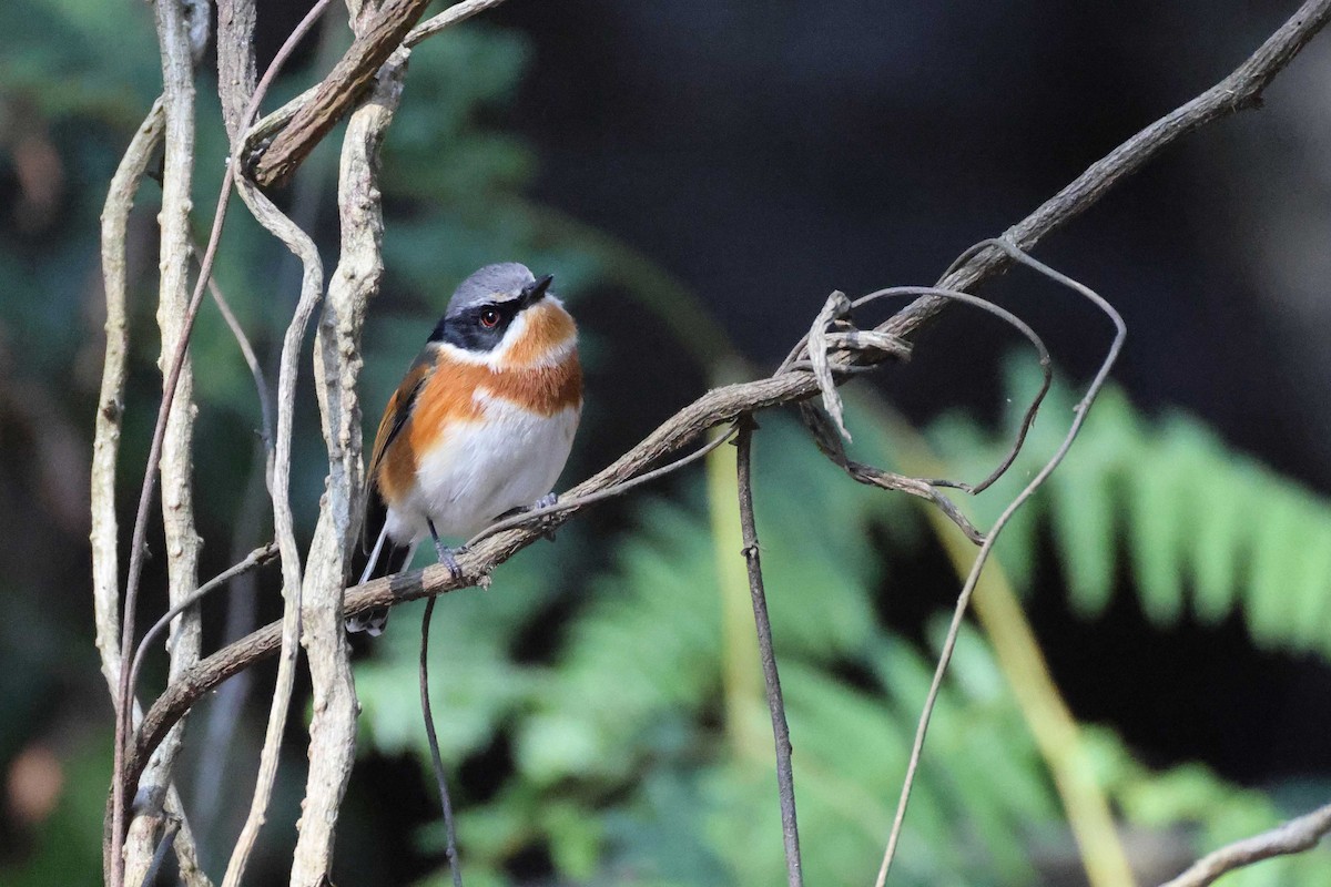 Kapschnäpper - ML645199390