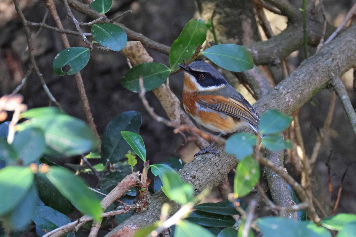 Kapschnäpper - ML645199391