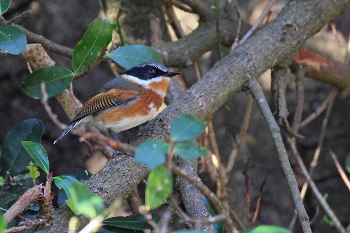 Kapschnäpper - ML645199392