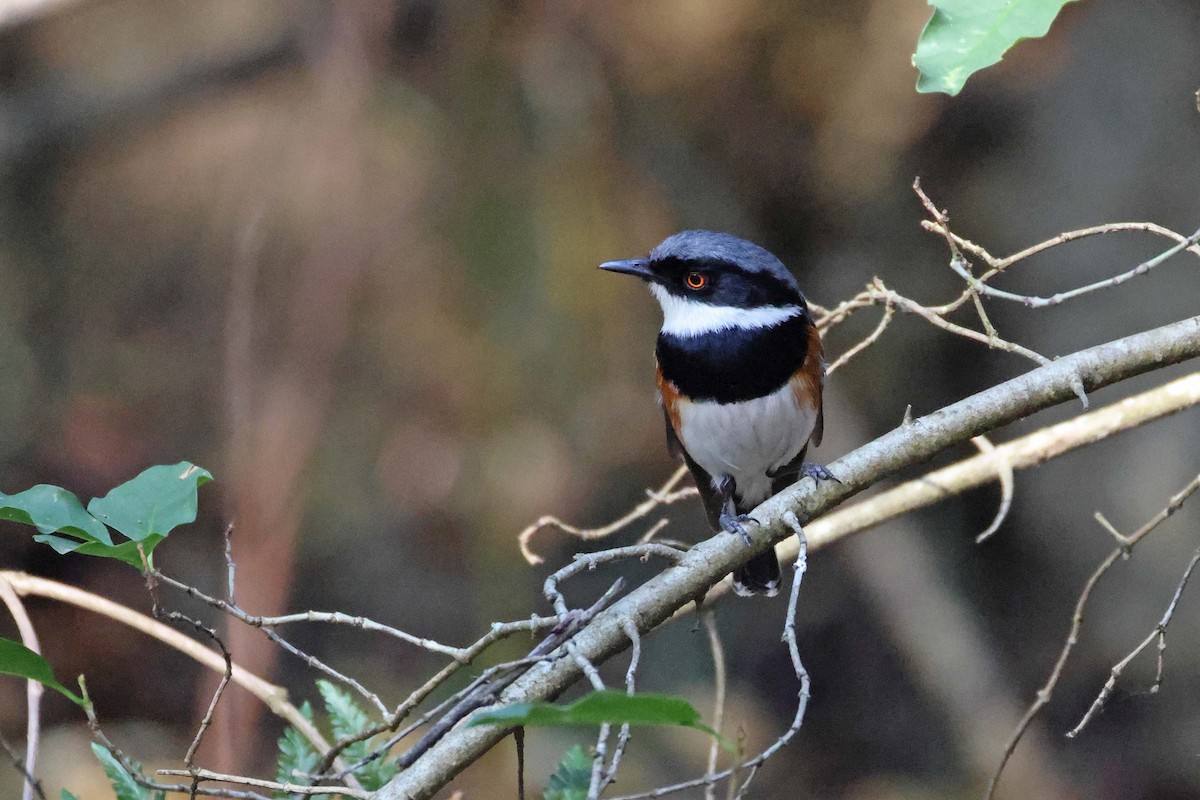 Kapschnäpper - ML645199393